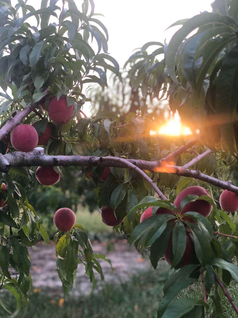 Bennett Peaches are perfect to bake, can, freeze or eat over the sink!